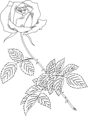 Royal Highness Rose Coloring Pages