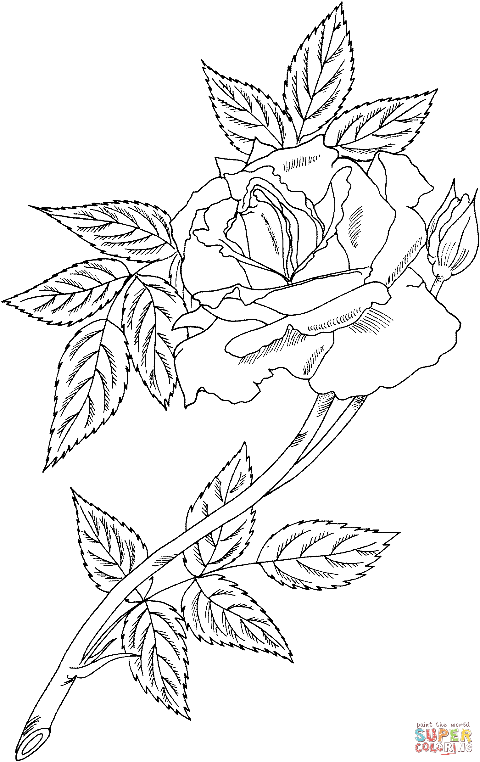 Royal Sunset Climbing Rose Coloring Pages