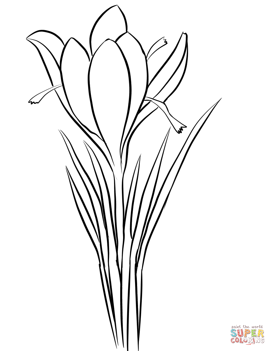 Saffron Crocus (Crocus Sativus Coloring Pages