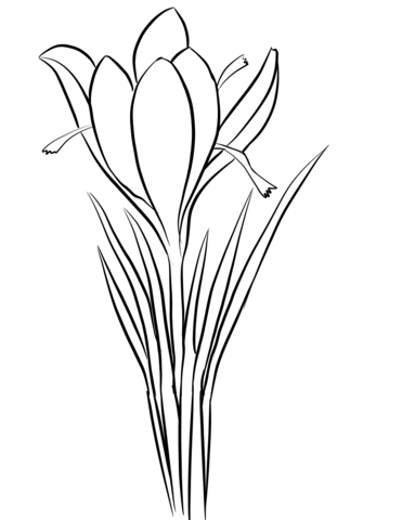 Saffron Crocus (Crocus sativus Coloring Page