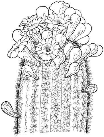 Saguaro Cactus Blossom Coloring Pages