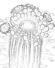 Saguaro Cactus Blossoms Coloring Page