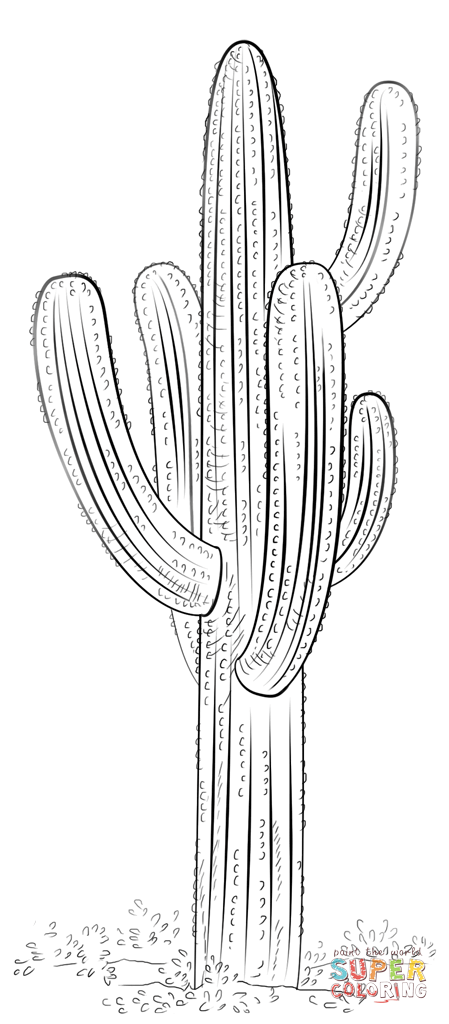 Desenho de Flor de cacto saguaro para colorir