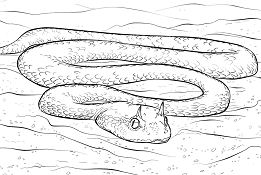 Saharan Horned Viper Coloring Pages