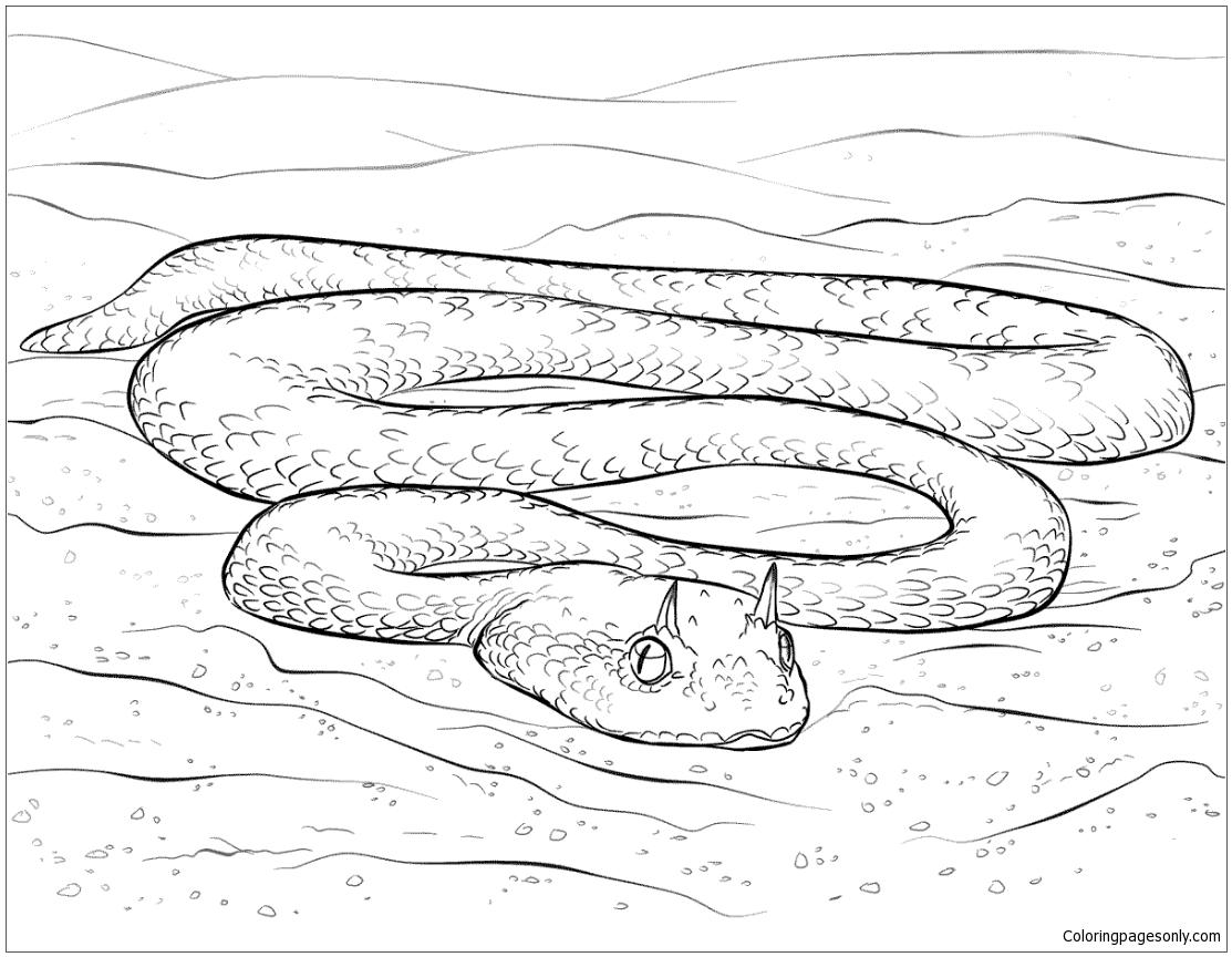 沙漠中的撒哈拉角蝰蛇