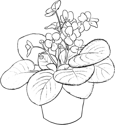 Saintpaulia Ionantha or African Violet Coloring Pages