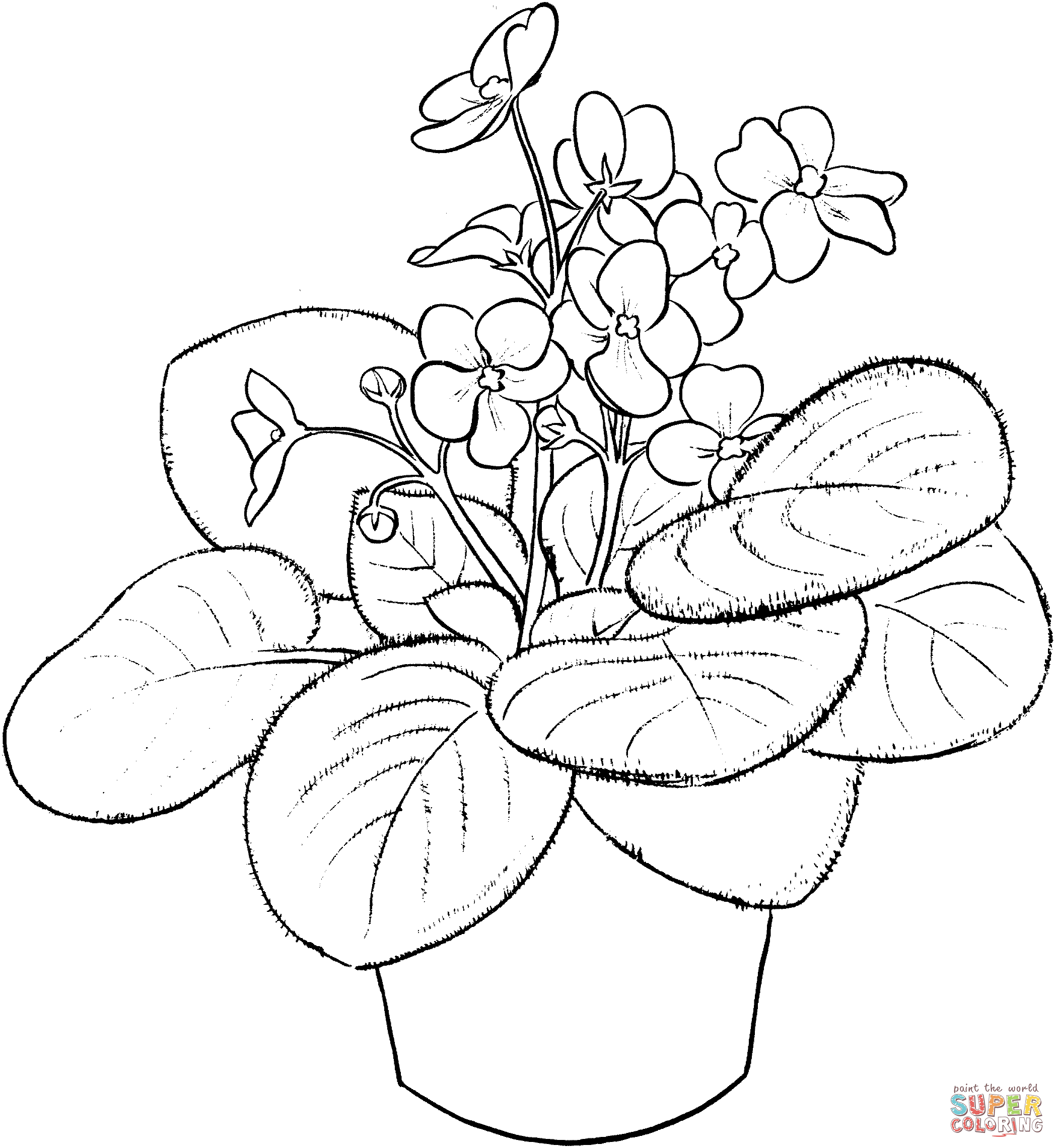 Saintpaulia Ionantha o Violetta Africana dalla Viola