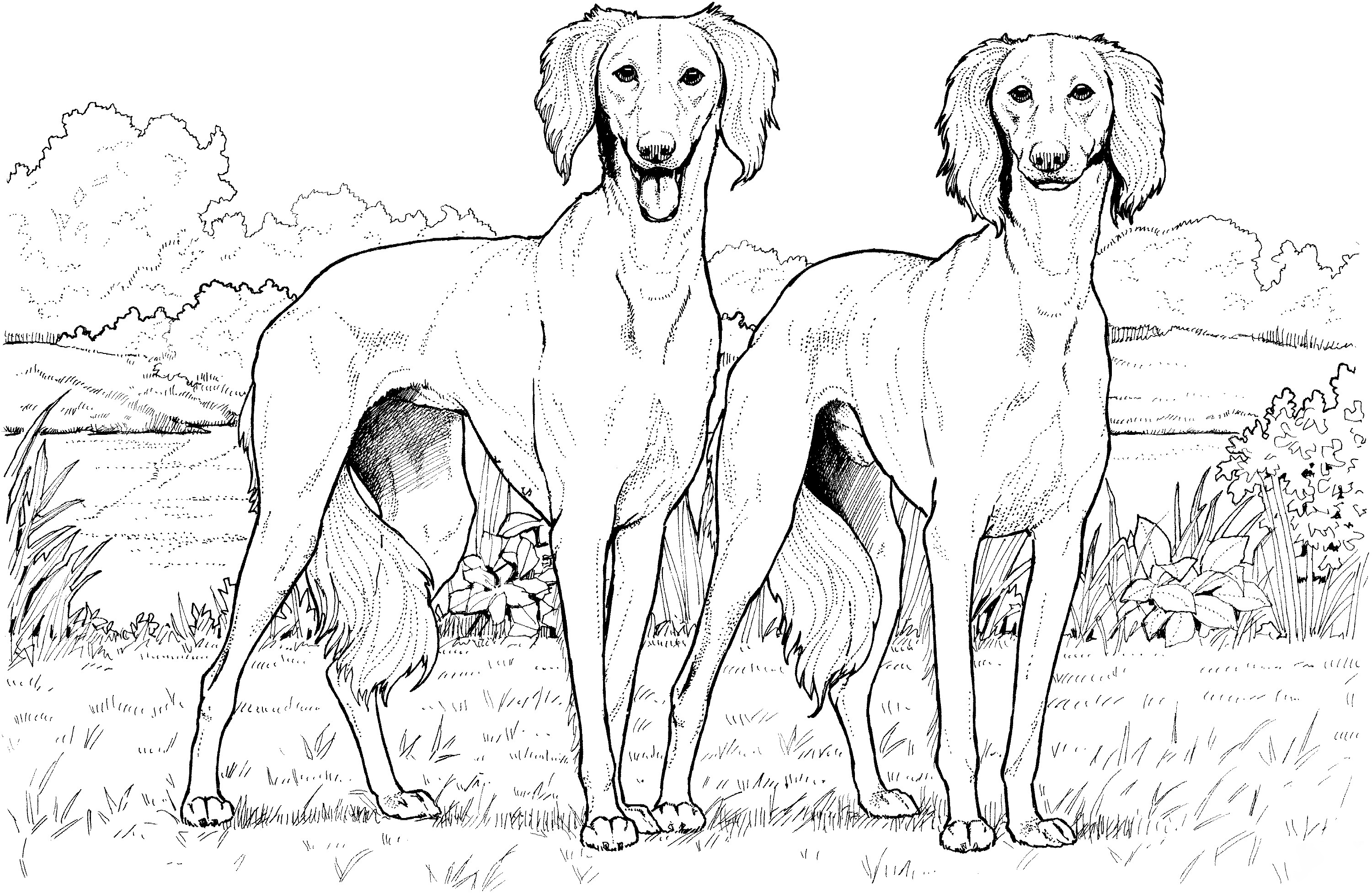 Saluki Twins Coloring Pages