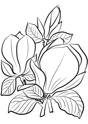 Saucer Magnolia Coloring Page