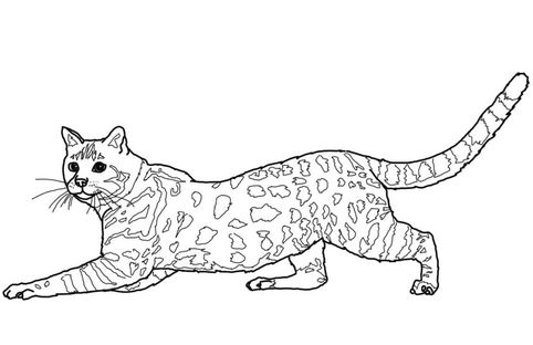 Cat Coloring Pages - Coloring Pages For Kids And Adults