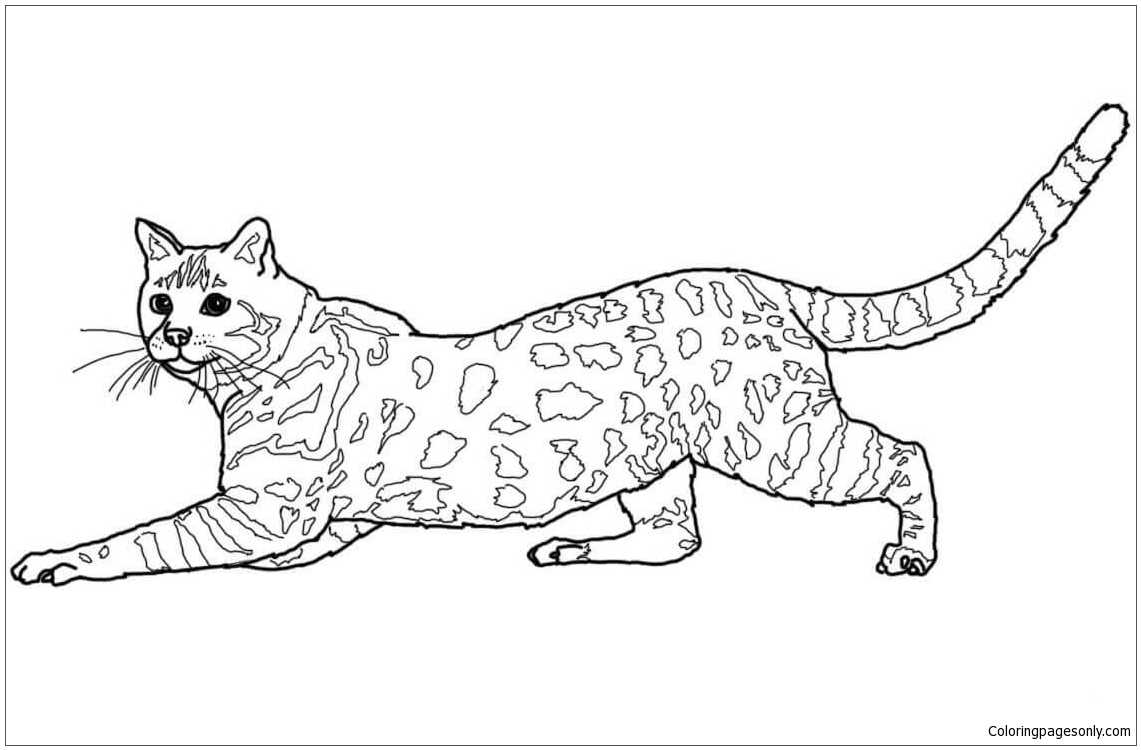 Savannah Cat Coloring Page