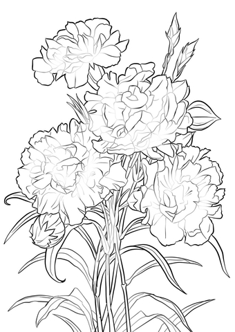 Scarlet Carnation Coloring Page