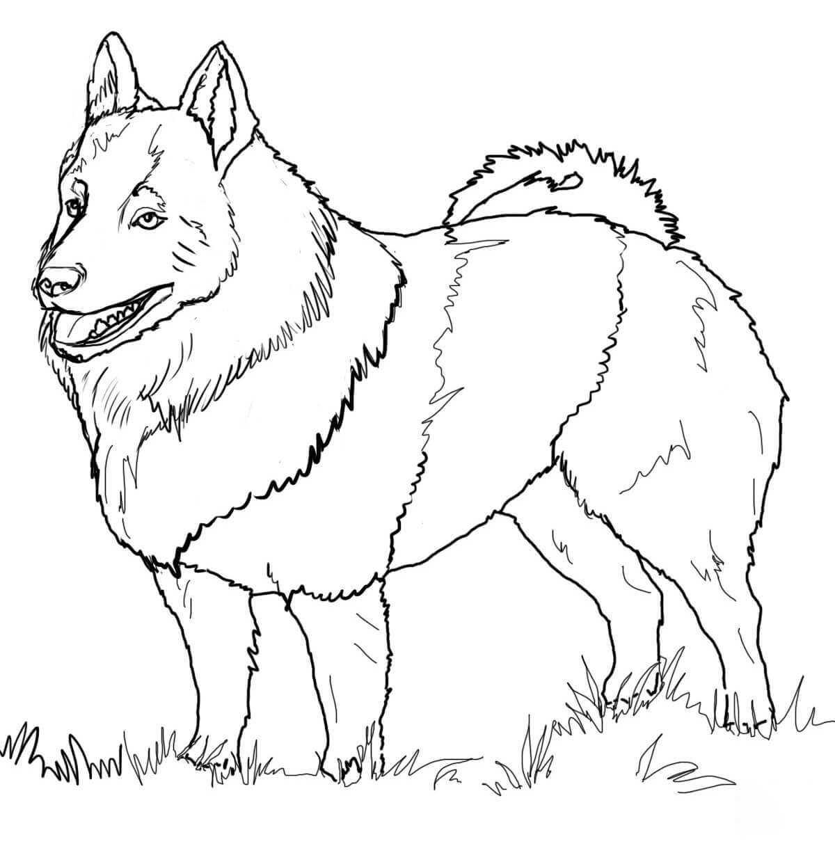 Schipperke Coloring Pages