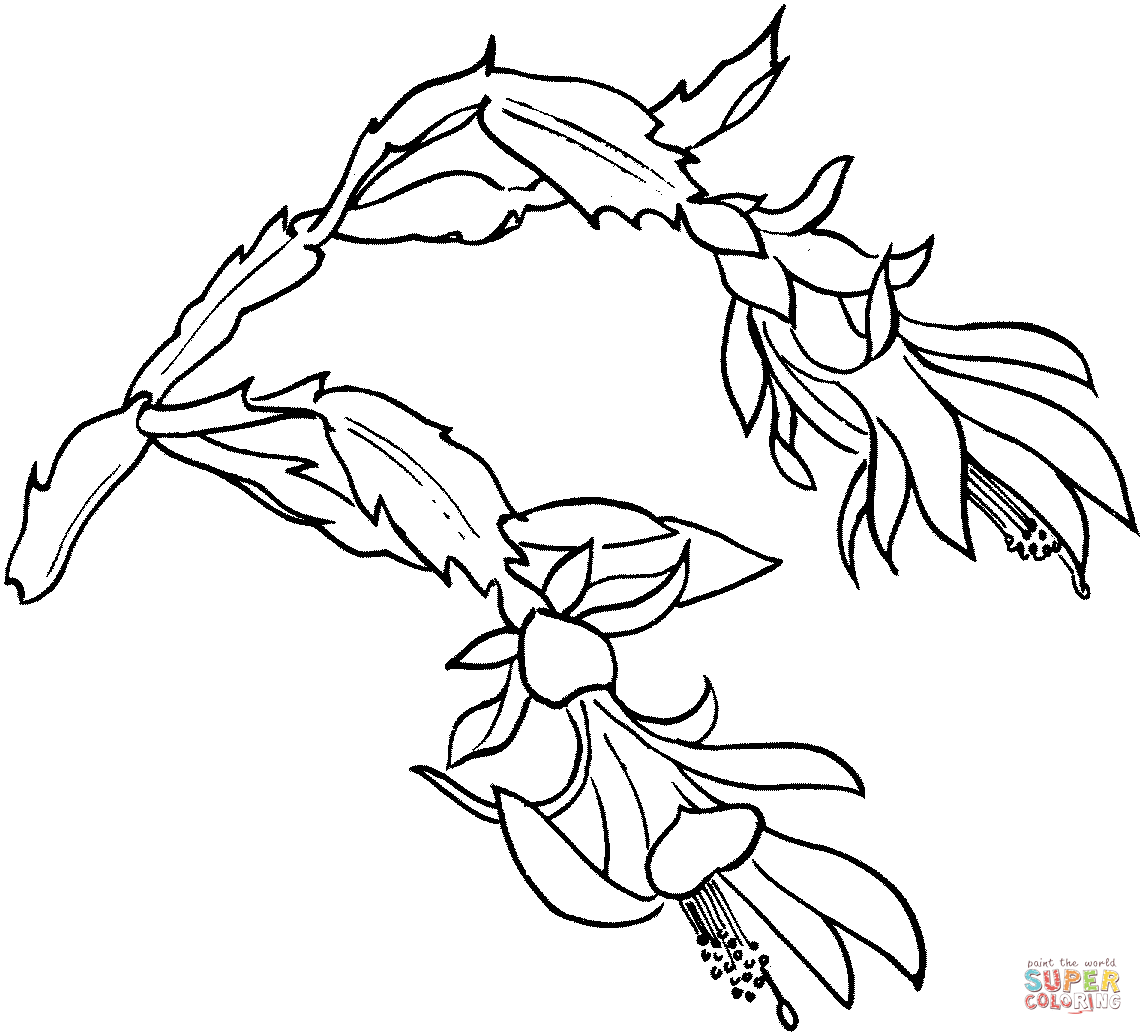 Schlumbergera Bloom Coloring Pages