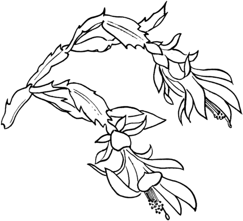 Schlumbergera Bloom Coloring Page