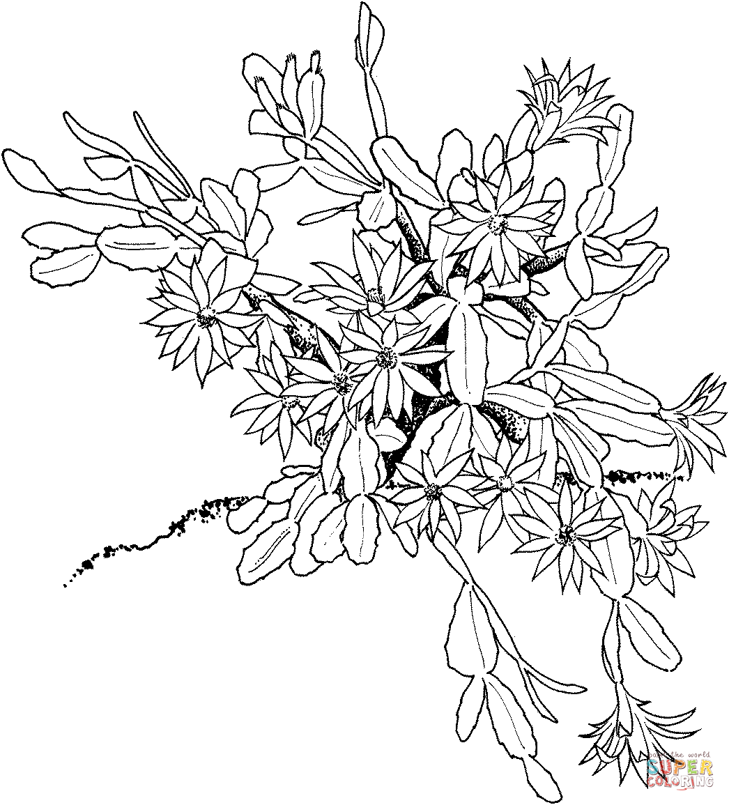 Schlumbergera oder Weihnachtskaktus von Cactus