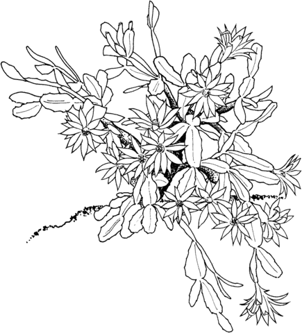 Schlumbergera or Christmas Cactus Coloring Page