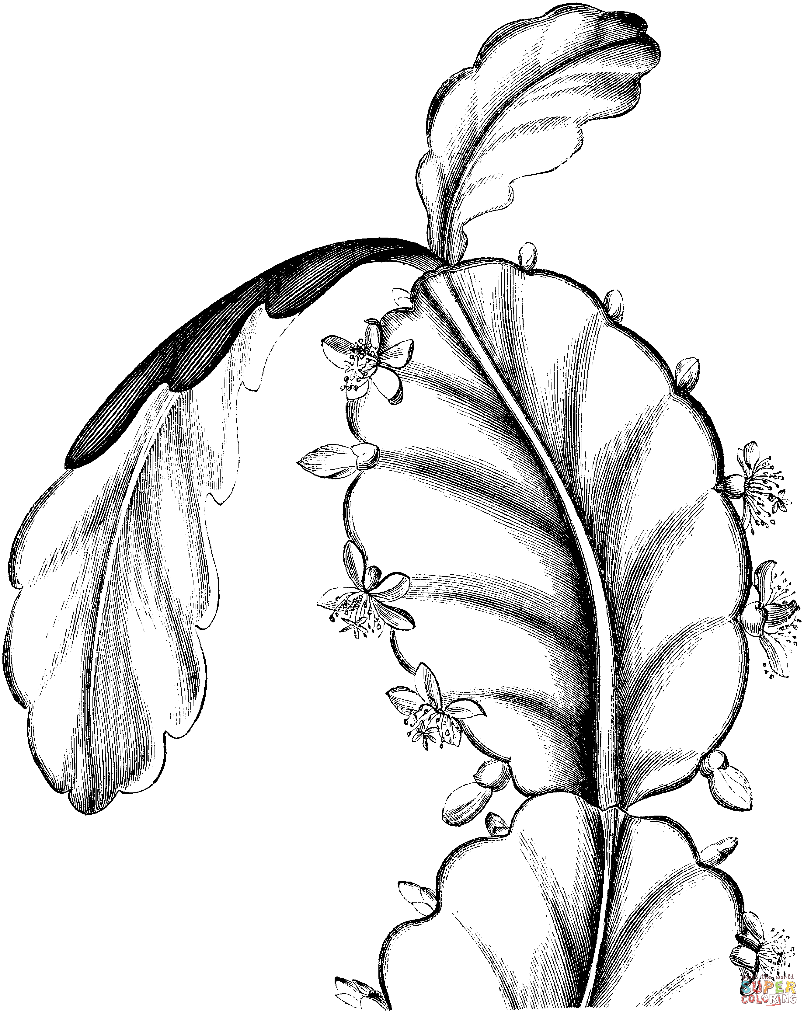 Schlumbergera oder Thanksgiving-Kaktus von Schlumbergera