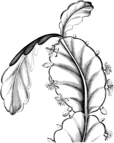 Schlumbergera or Thanksgiving Cactus Coloring Pages