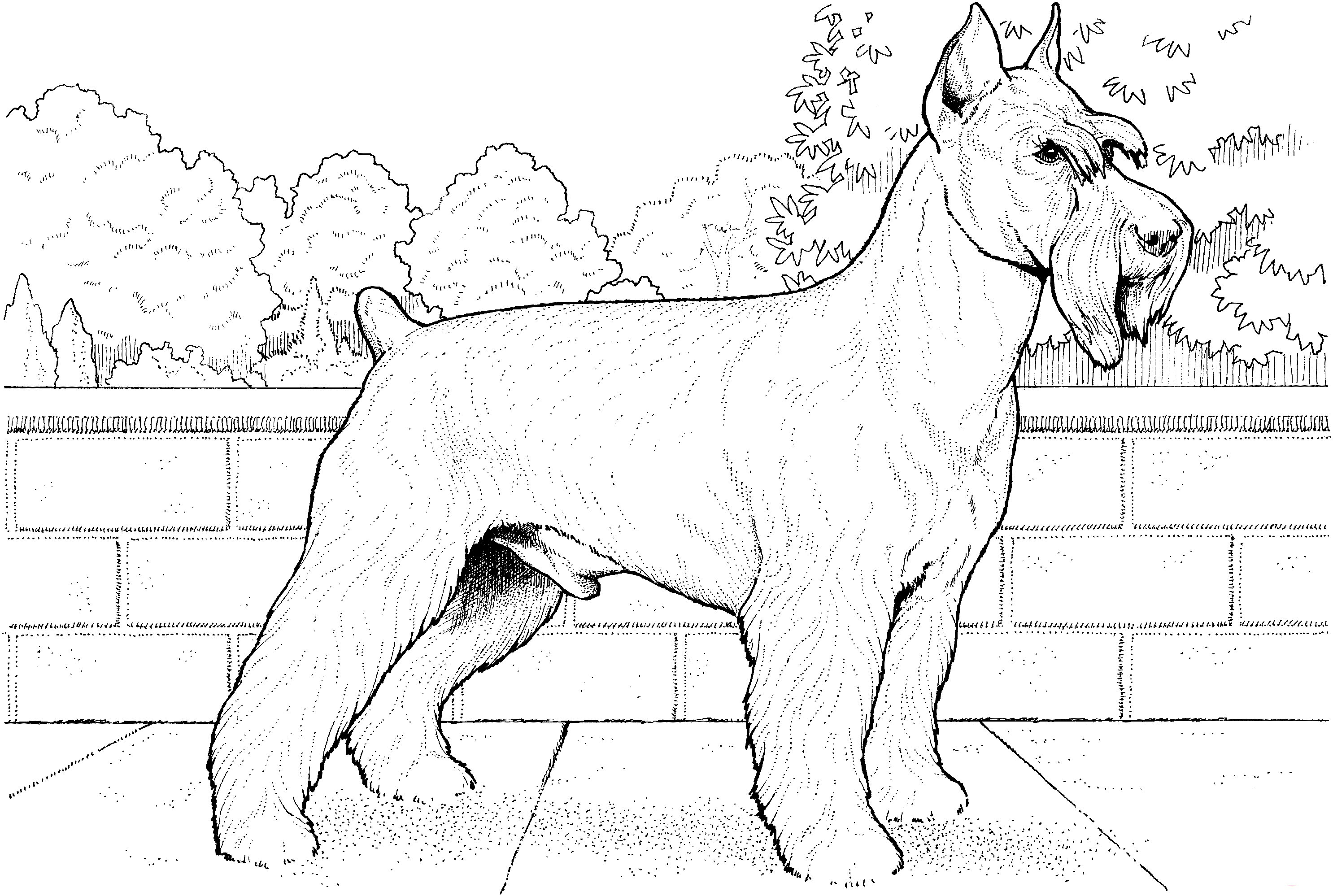 Schnuzer Terrier Coloring Pages