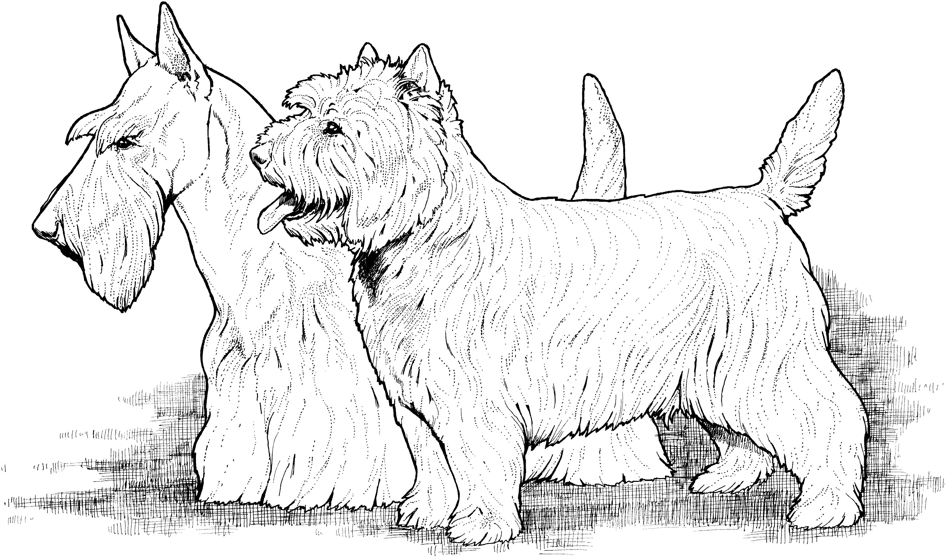 Scottish et West Highland Terrier de chiens