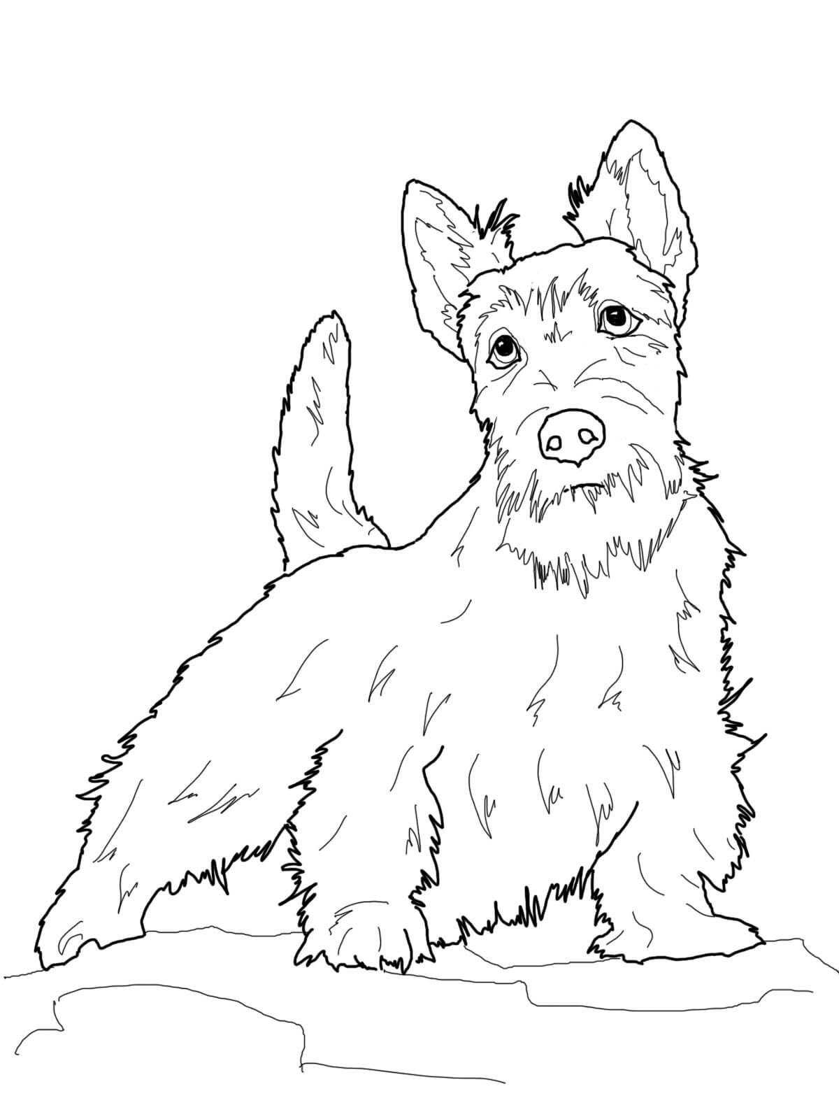Scottish Terrier Coloring Pages
