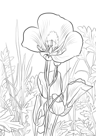 Sego Lily Coloring Pages