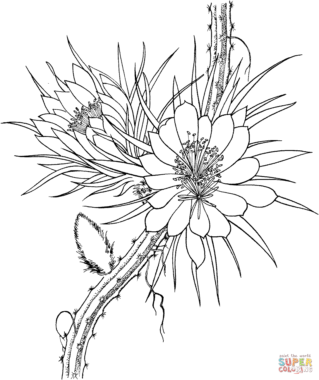Selenicereus Grandiflorus 仙人掌中的夜仙人掌
