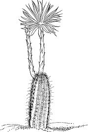 Setiechinopsis Mirabilis Kaktus oder Blume des Gebets Färbung Seite