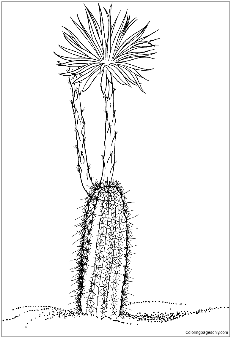 Setiechinopsis Mirabilis Cactus Or Flower Of Prayer Coloring Pages