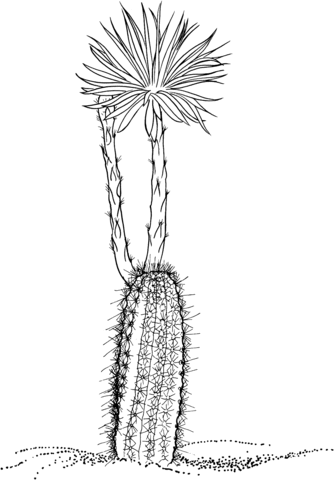 Setiechinopsis Mirabilis Cactus or Flower of Prayer Coloring Page