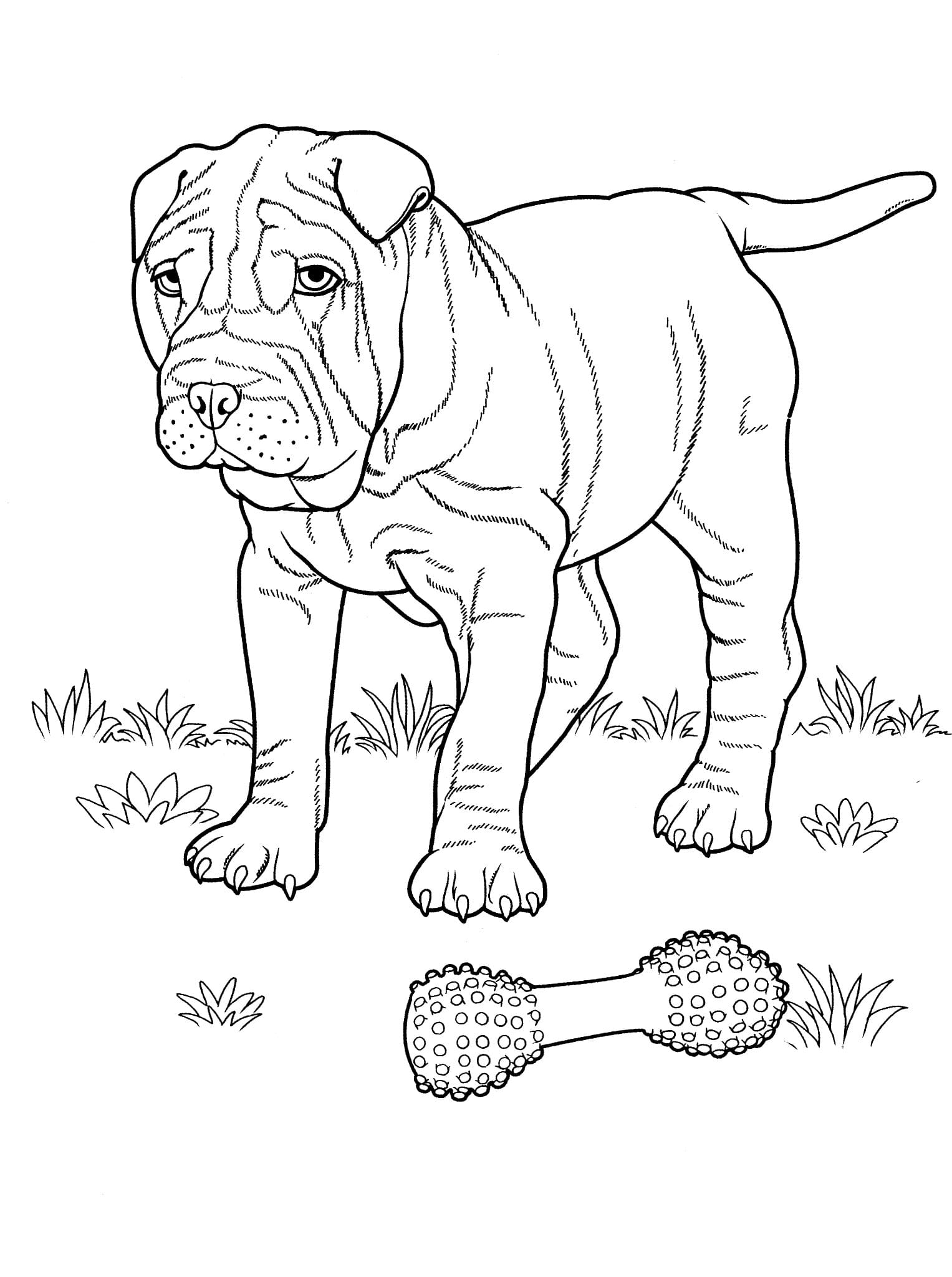 Shar-pei Coloring Pages