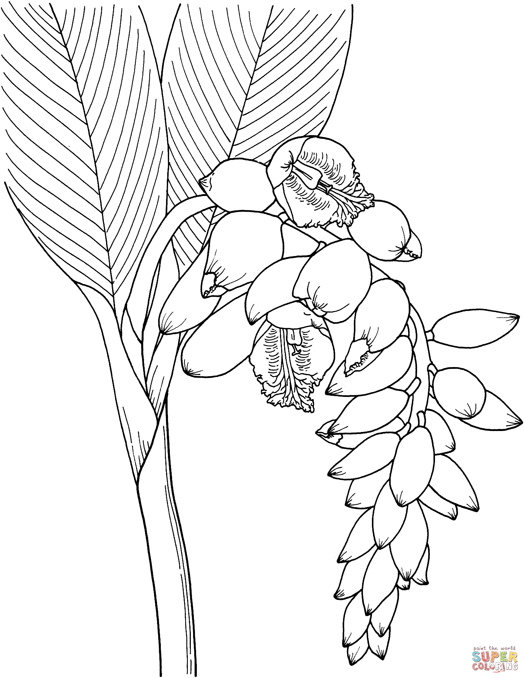 Fleur de gingembre en coquille de fleur de gingembre