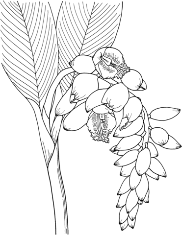 Shell Ginger Flower Coloring Page
