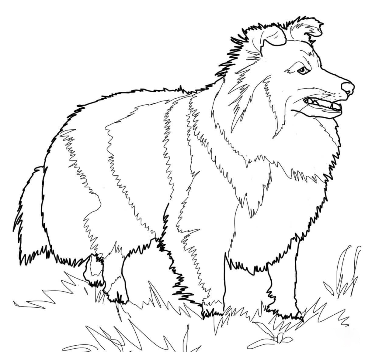 Шетландская овчарка от собак