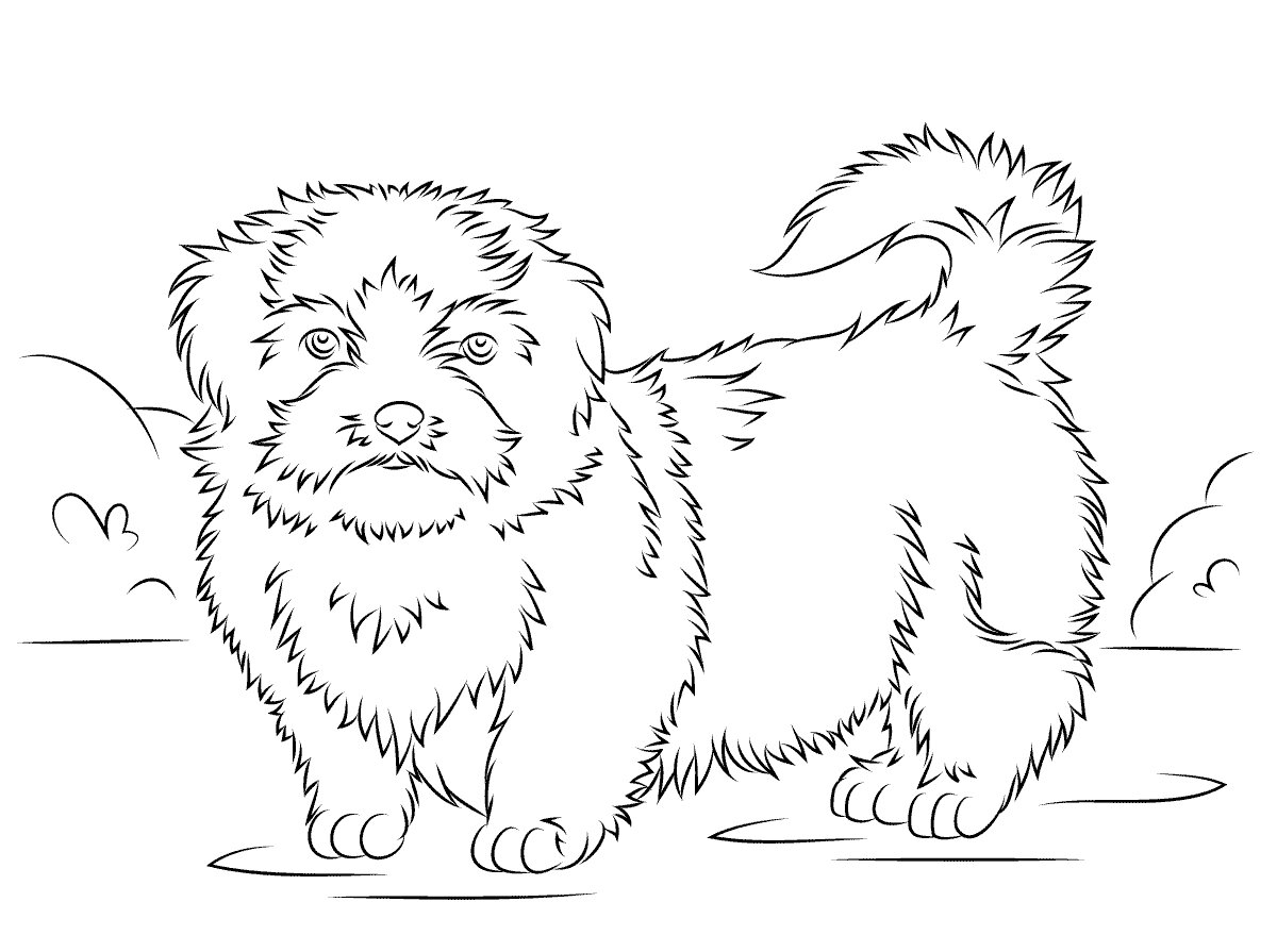 Shih-tzu Coloring Pages