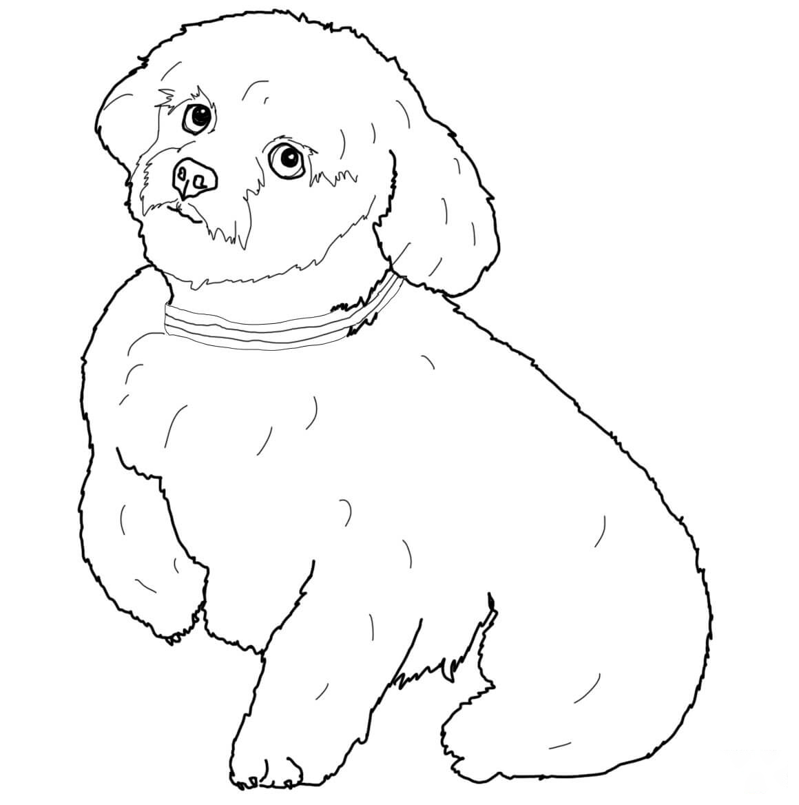 Short Hair Maltese Coloring Pages