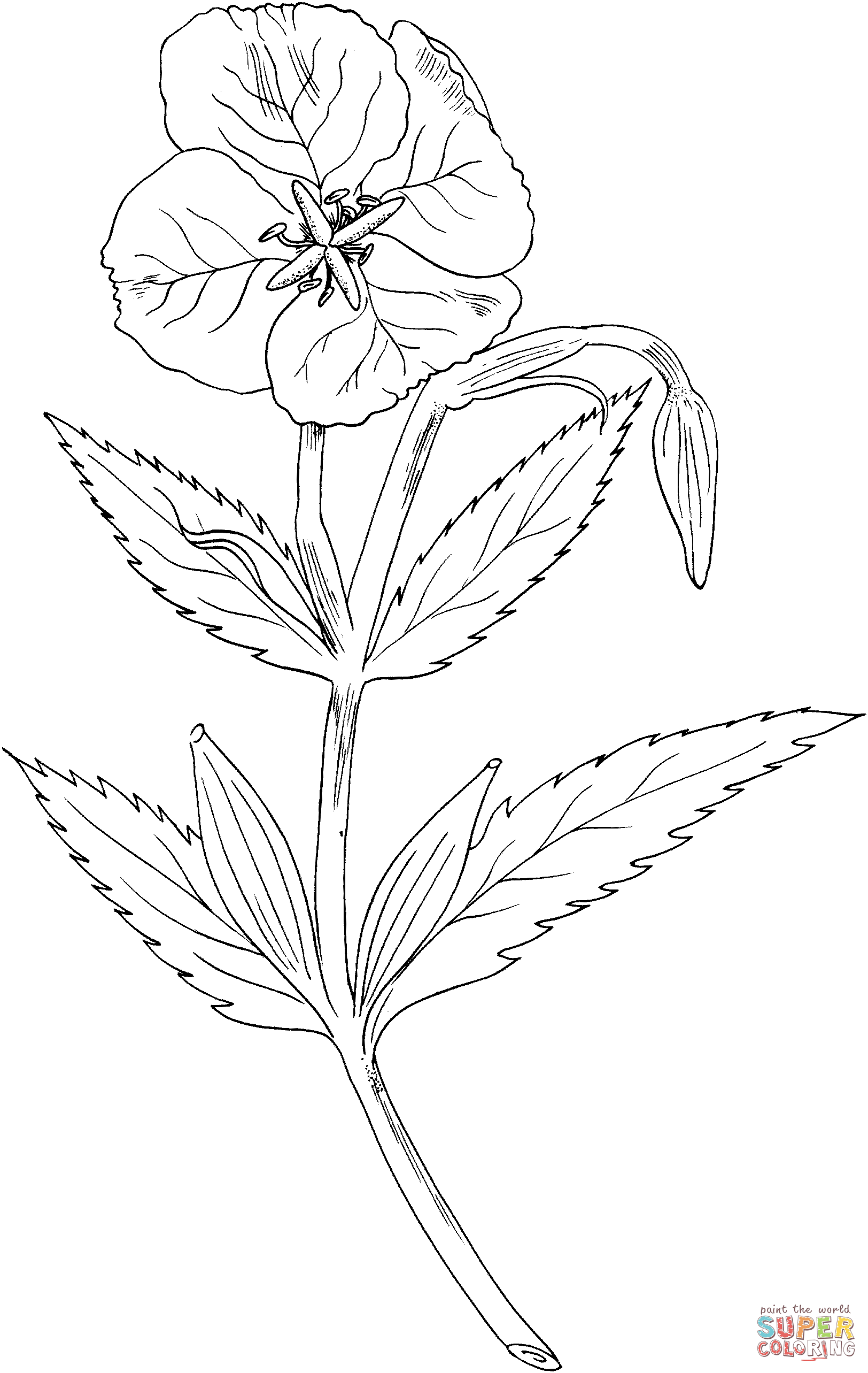 Showy Evening Primrose Coloring Page
