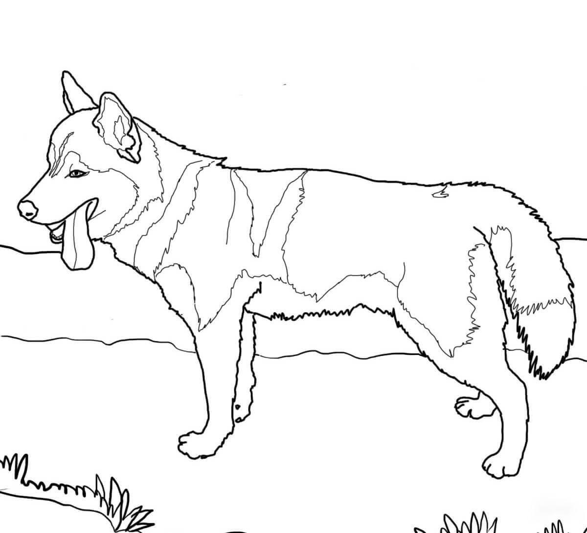Siberian Husky Dog Coloring Page