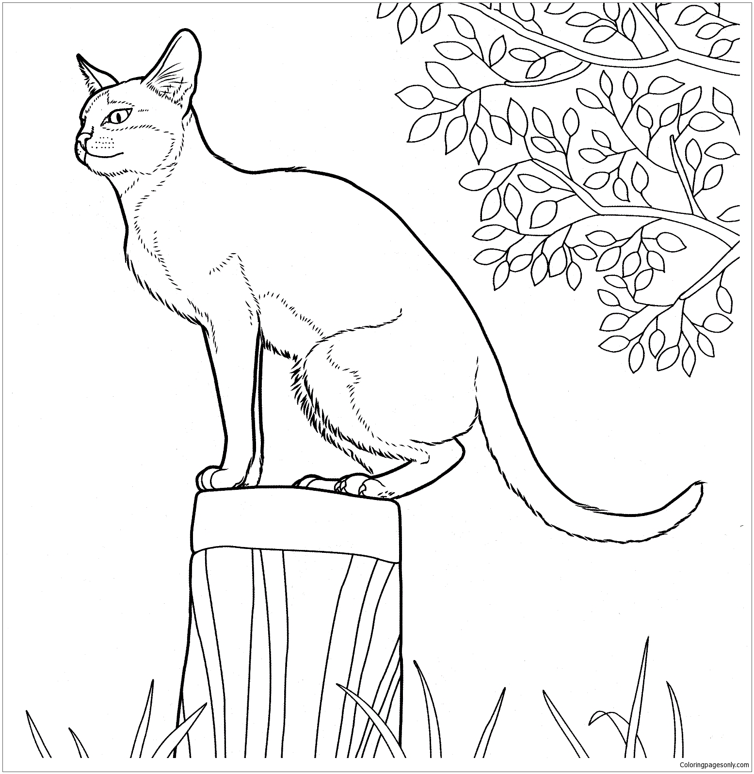 Download Singapura Cat Coloring Pages - Cat Coloring Pages ...