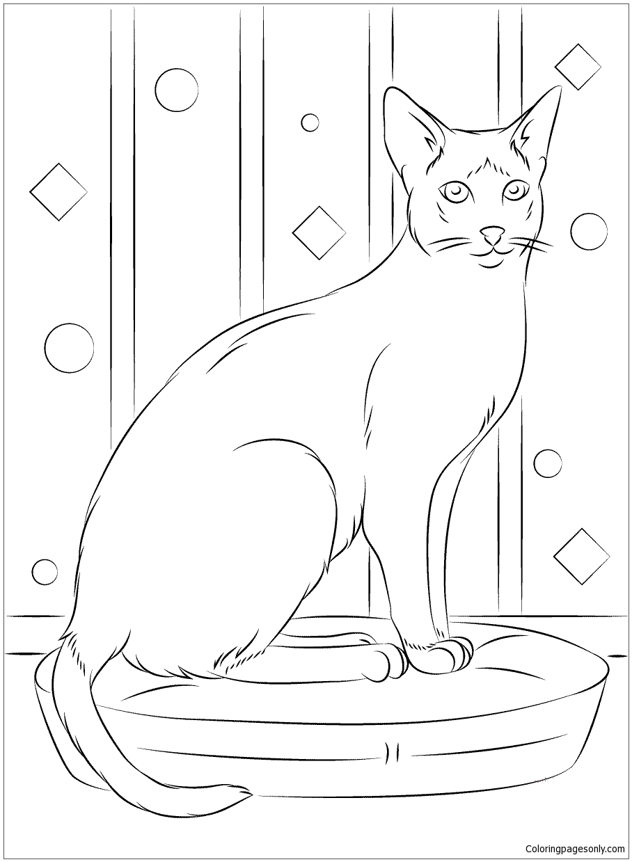 Sitting Siamese Cat Coloring Pages - Cat Coloring Pages - Coloring