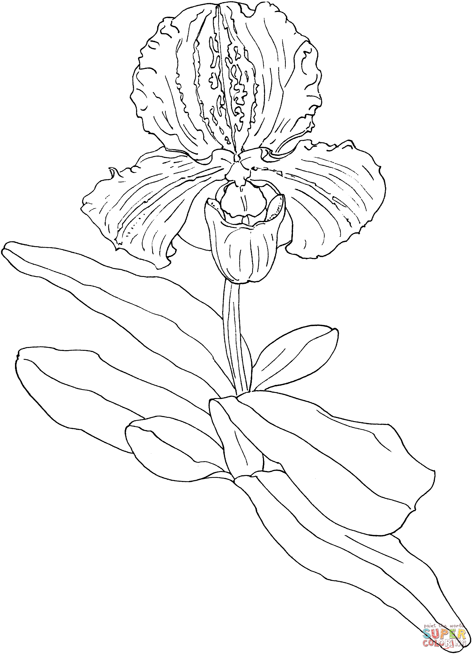 Slipper Orchids Paphiopedilum Coloring Pages