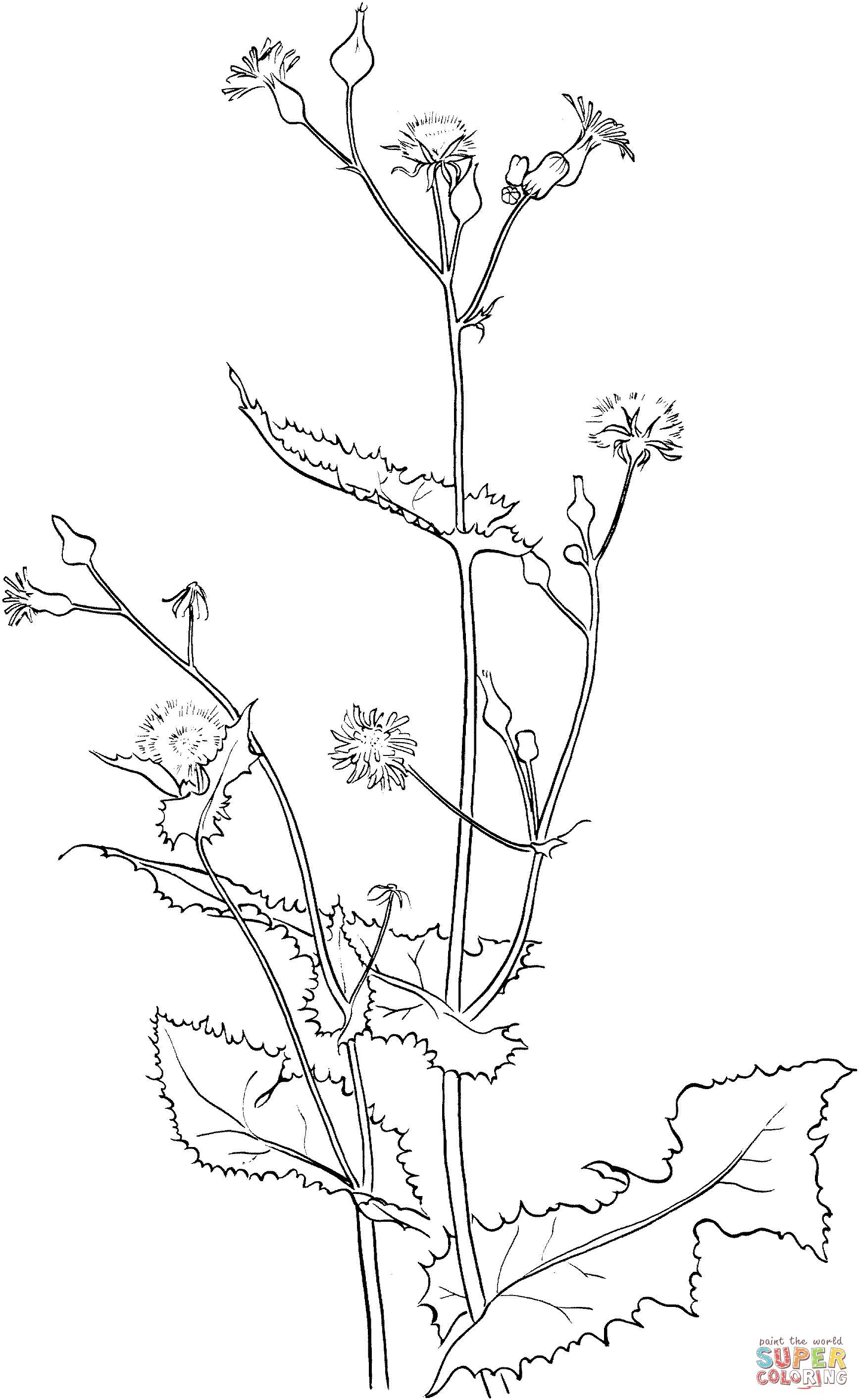 Smooth Sow Thistle Coloring Pages