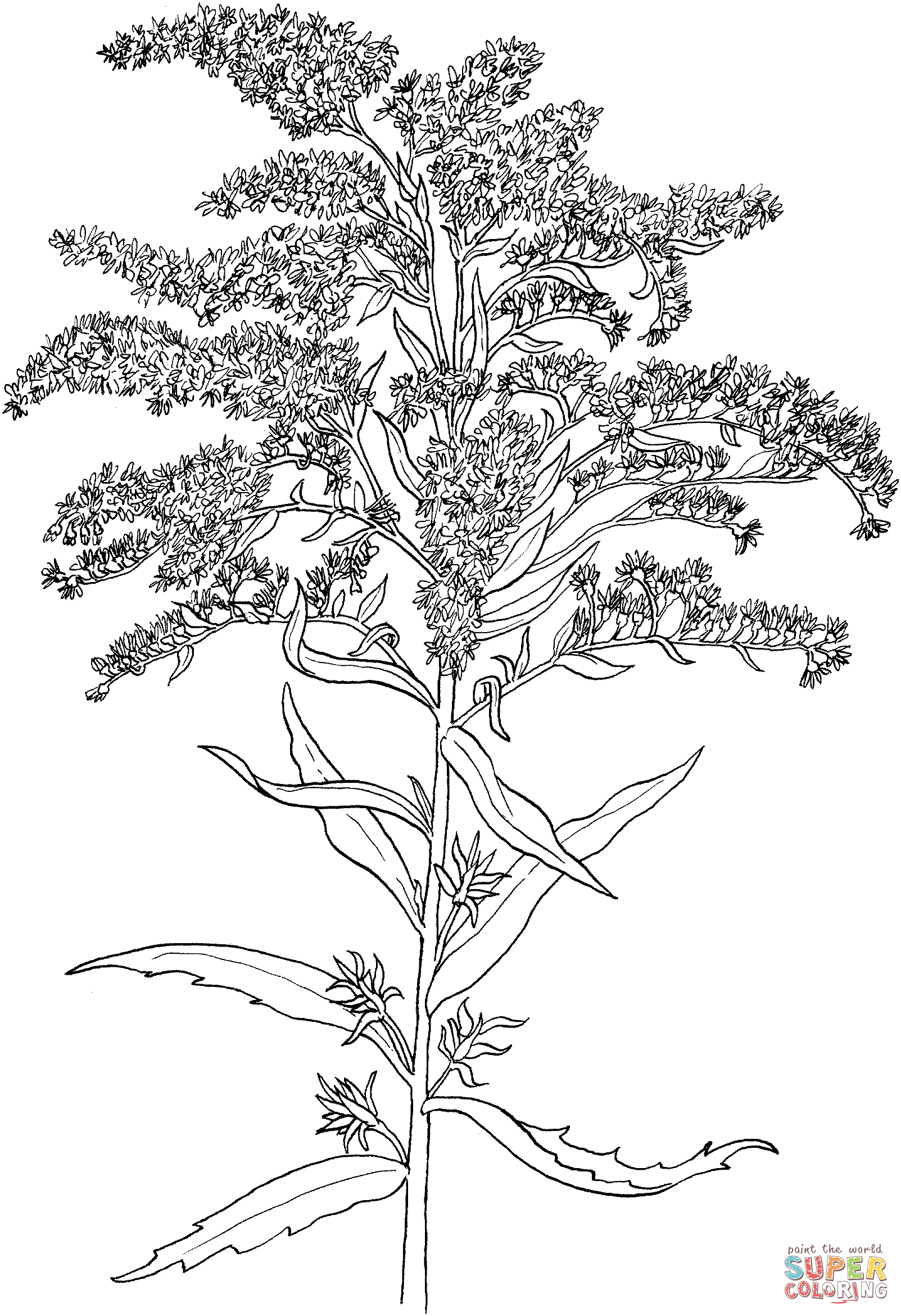 Solidago Or Goldenrod Coloring Pages