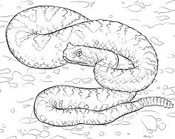 Sonoran Desert Sidewinder Coloring Pages