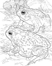 Sonoran Desert Toad Coloring Pages