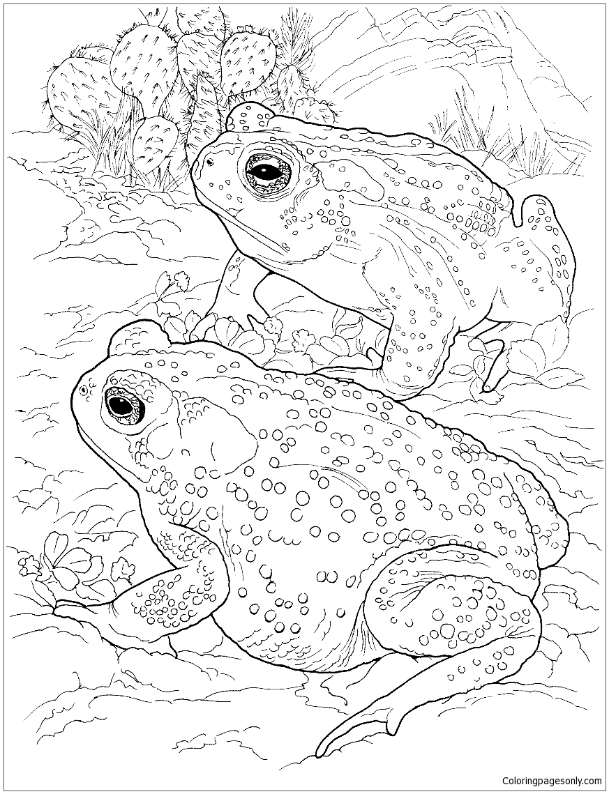Sonoran Desert Toad Coloring Pages