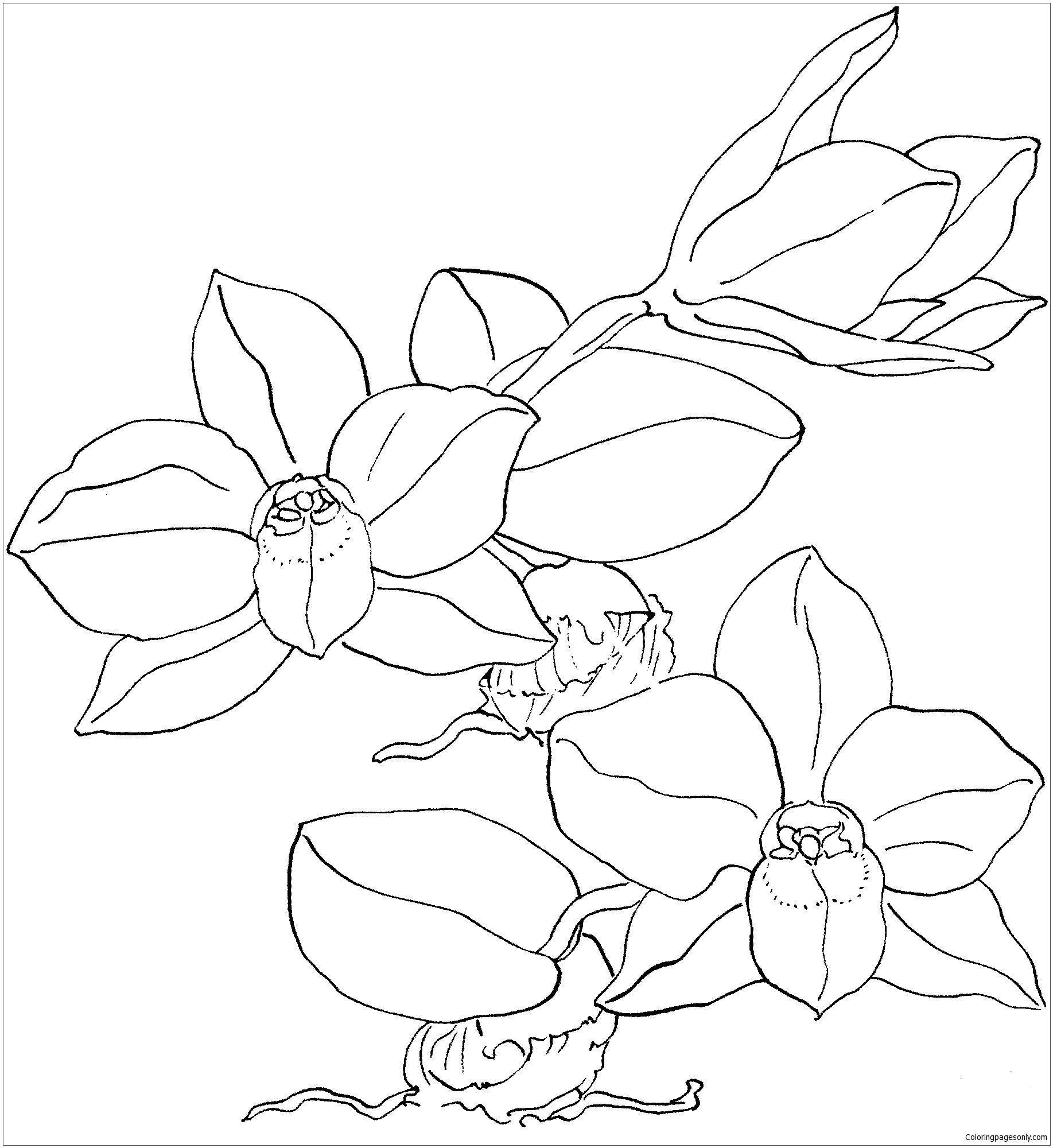 Página para colorir orquídea Sophronitis Cernua