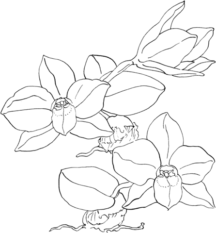 Sophronitis Cernua Orchid Coloring Pages