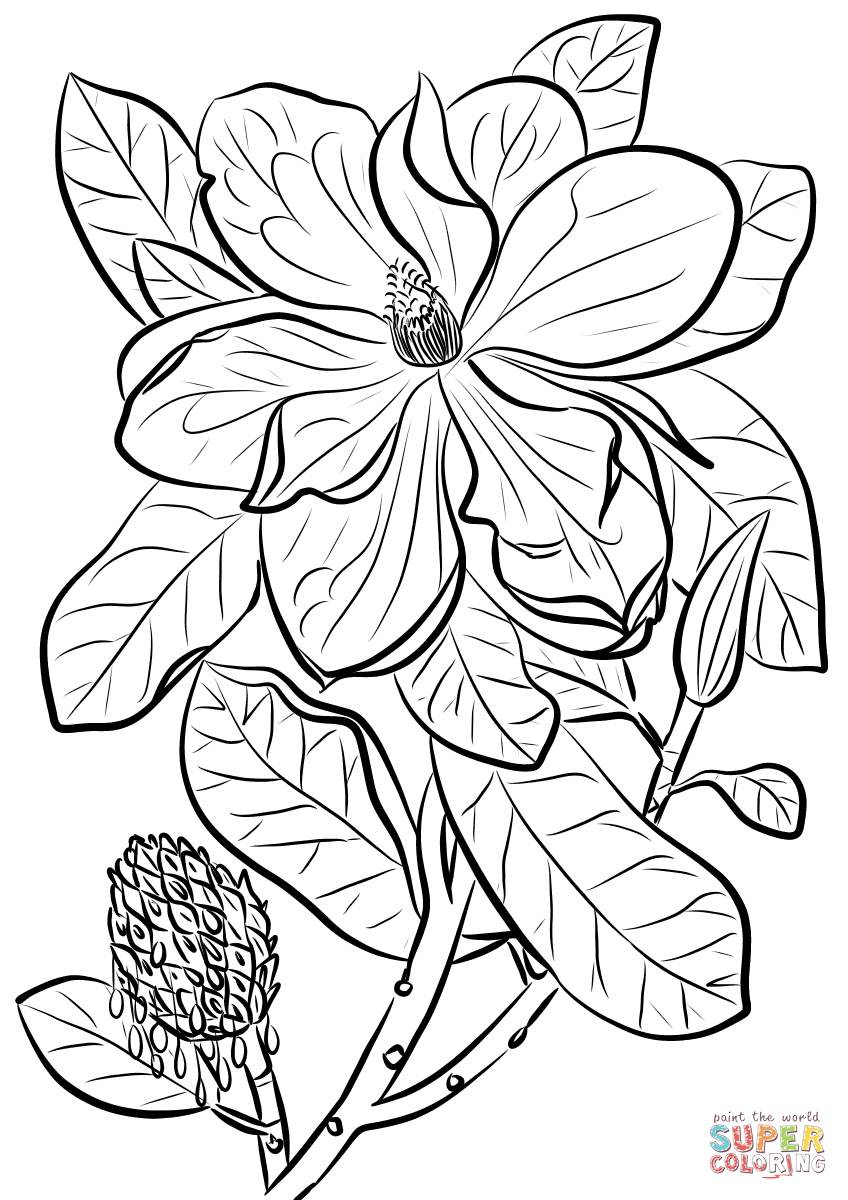 Southern Magnolia Or Bull Bay Coloring Pages